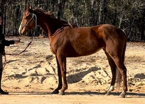 barrel-thoroughbred-horse