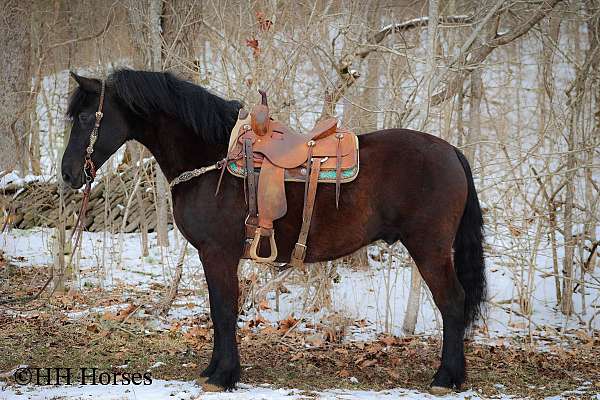 all-around-friesian-horse