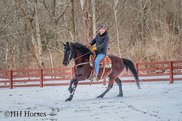 athletic-friesian-horse