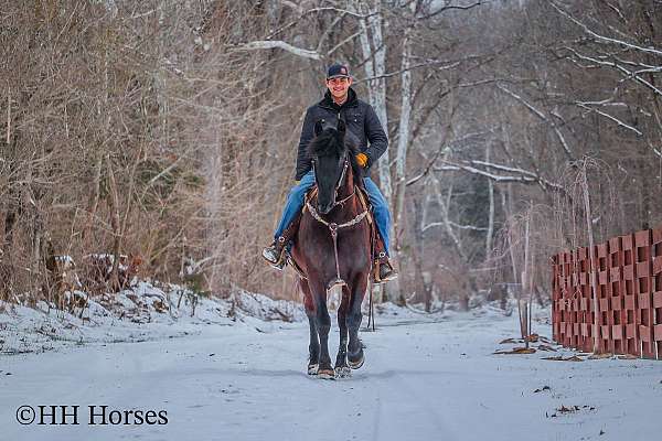 draft-friesian-horse