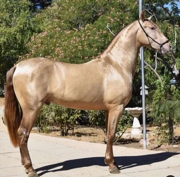 isabelo-andalusian-colt