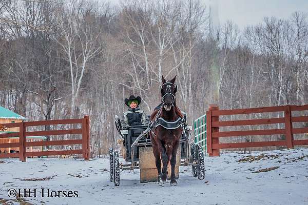 athletic-quarter-horse