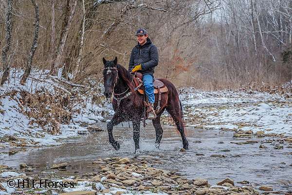 draft-quarter-horse