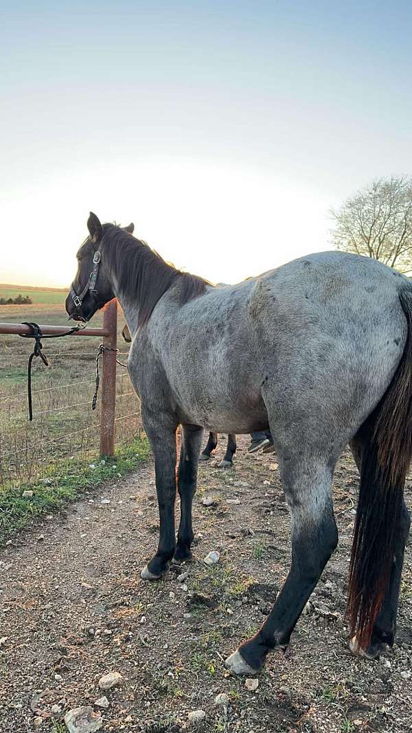 quarter-horse-for-sale