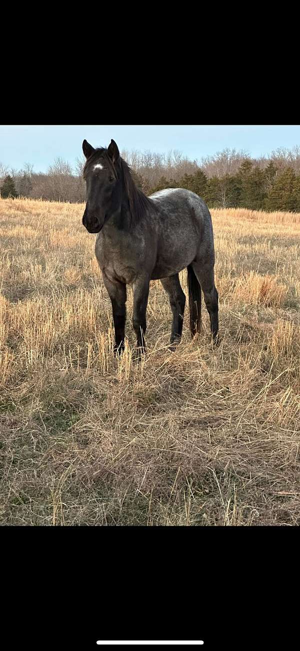 quarter-horse-gelding