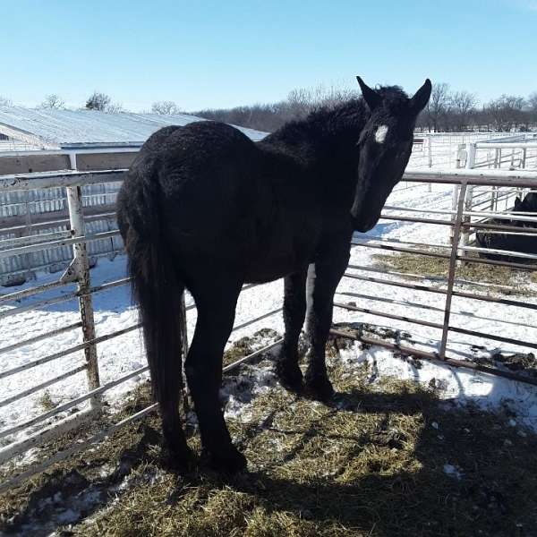 bred-percheron-horse