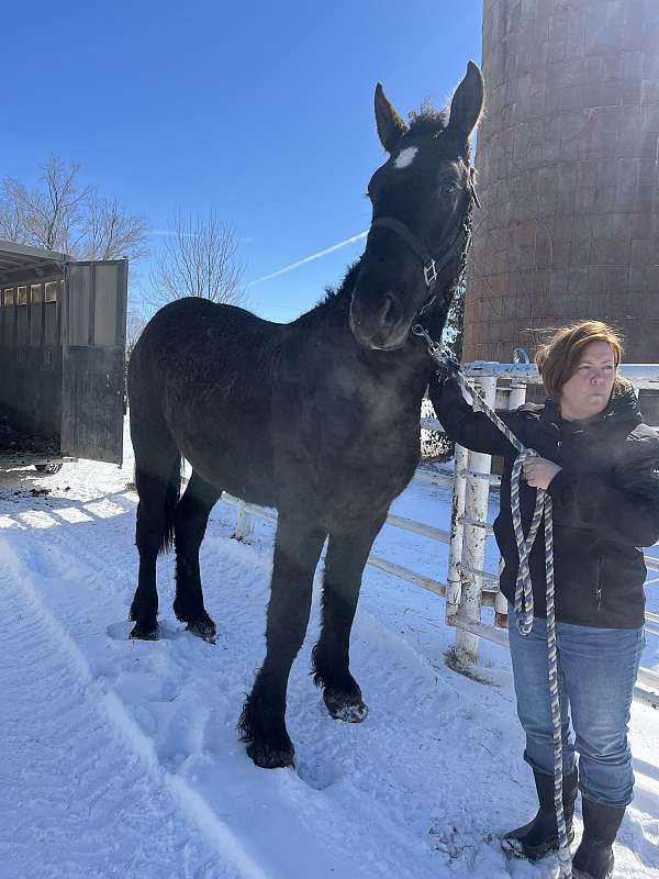 curly-draft-horse-percheron