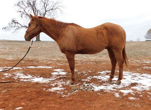 quarter-horse-gelding