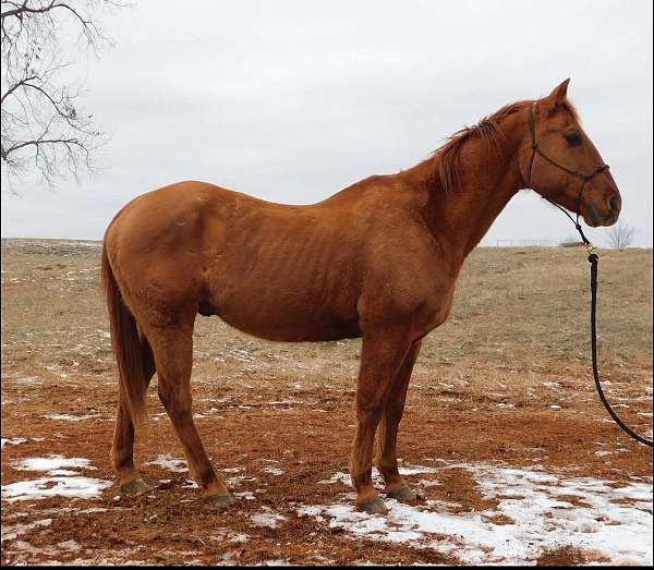 quarter-horse-for-sale