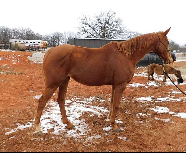 appendix-horse-for-sale