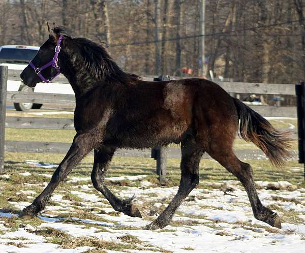 all-around-friesian-horse