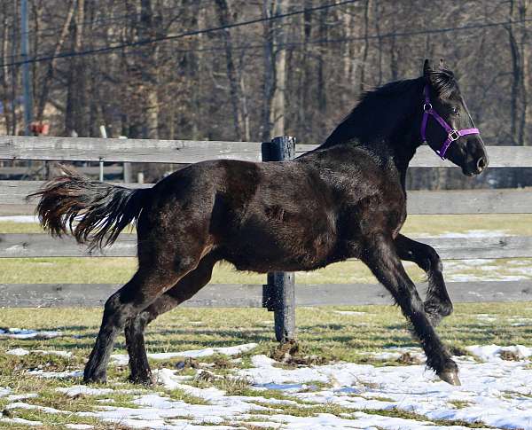 breeding-friesian-horse