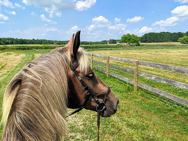 advanced-belgian-pony