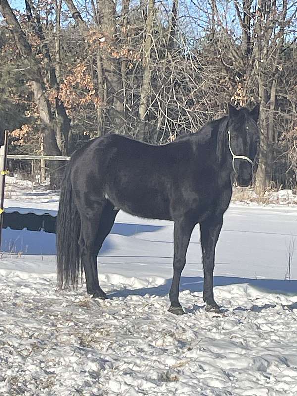 white-patch-on-foreheadblack-roan-horse