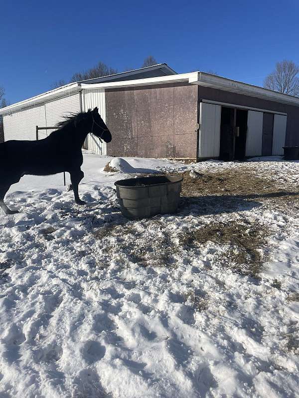 black-white-patch-on-foreheadblack-roan-horse