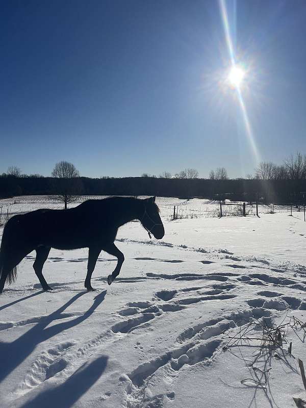 white-patch-on-foreheadblack-roan