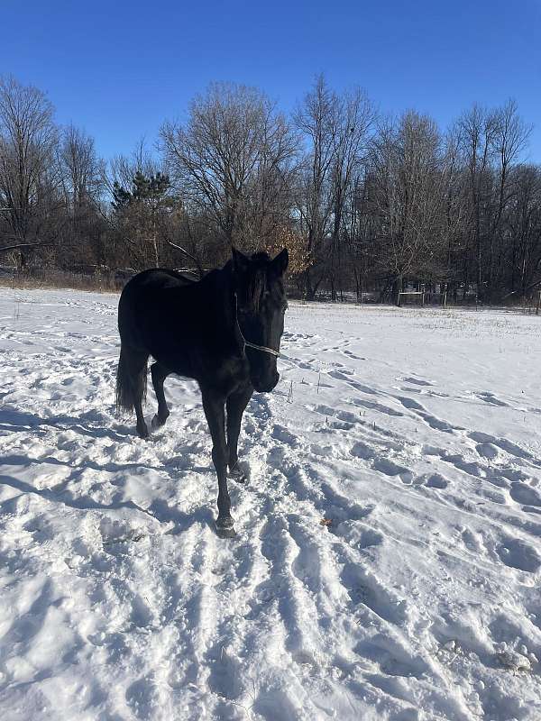 all-around-trail-riding-tennessee-walking-horse