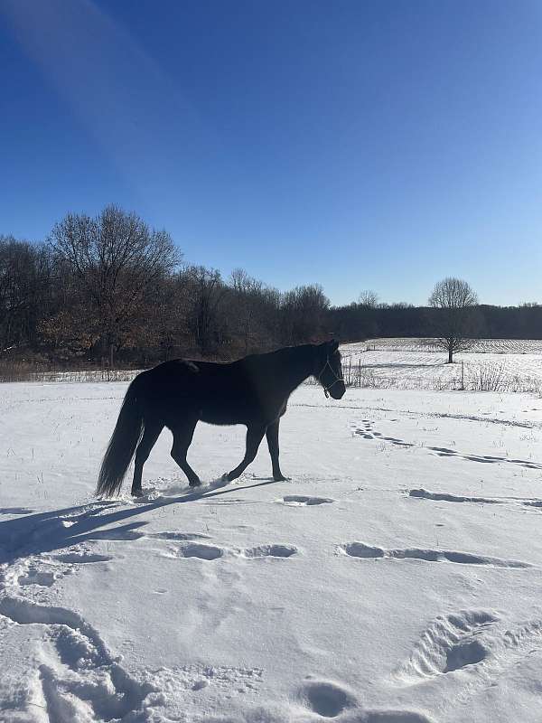 black-tennessee-walking-gelding