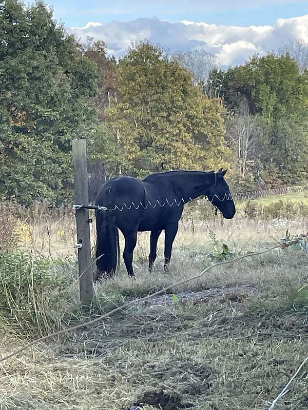black-roan-tennessee-walking-horse