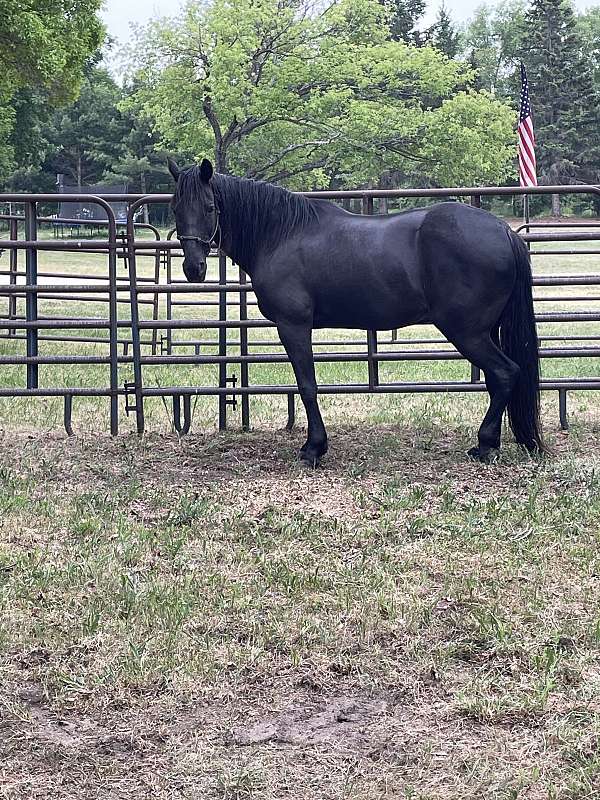 free-horse-ads-tennessee-walking
