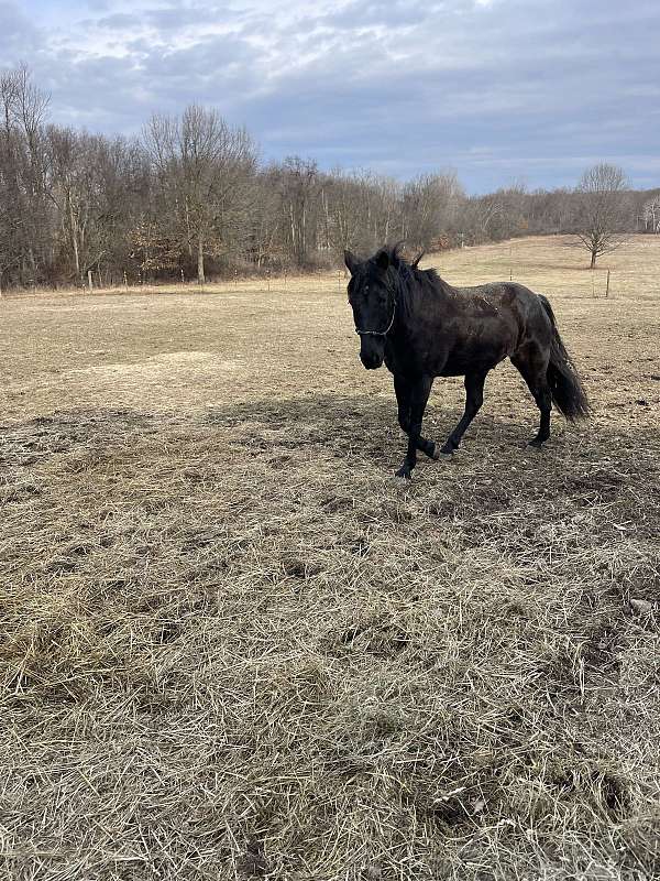 clips-tennessee-walking-horse