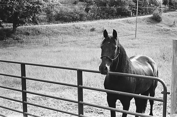 best-tennessee-walking-horse