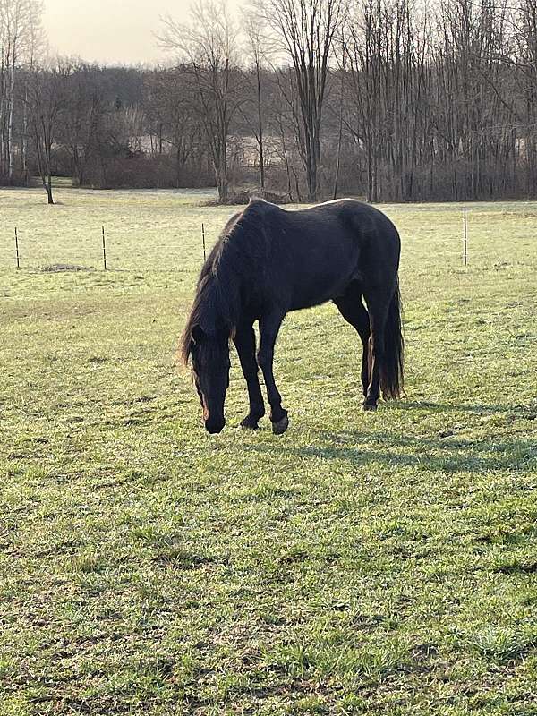 ears-tennessee-walking-horse