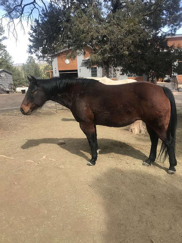 bay-quarter-horse-mare