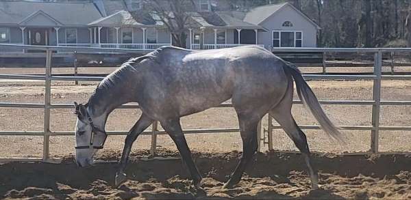 athletic-thoroughbred-horse