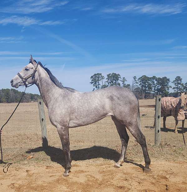 barrel-racing-thoroughbred-horse