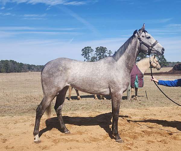 breeding-thoroughbred-horse