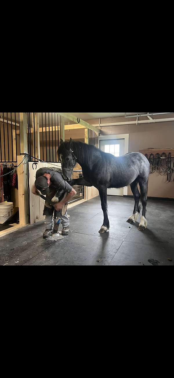 grey-star-snip-4-white-socks-horse