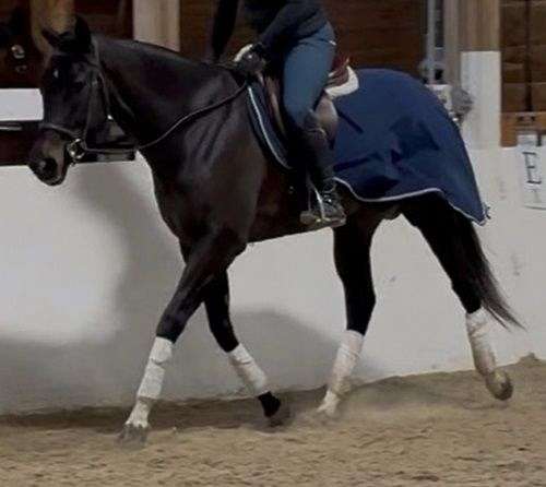 3-white-socks-horse