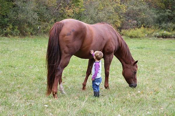 husband-safe-quarter-horse