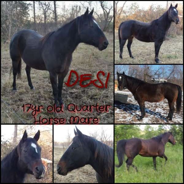 quarter-horse-for-sale