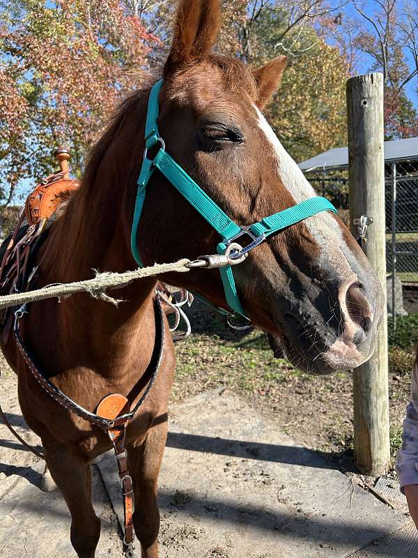 chestnut-appendix-mare