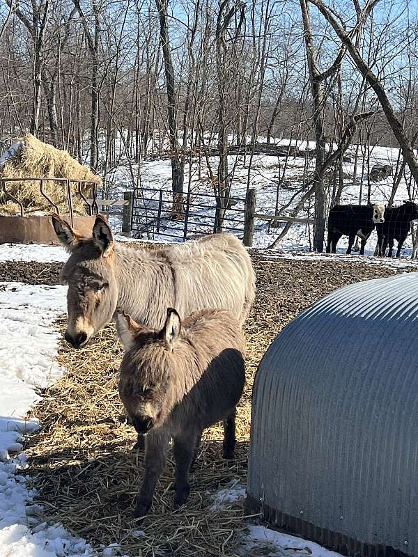 donkey-for-sale