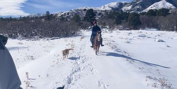 connemara-pony