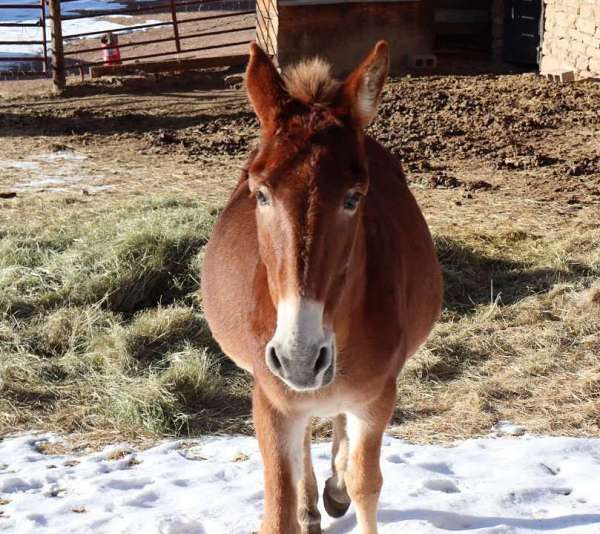 gelding-mule