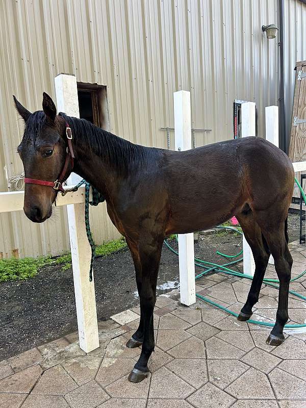 12-hand-standardbred-colt