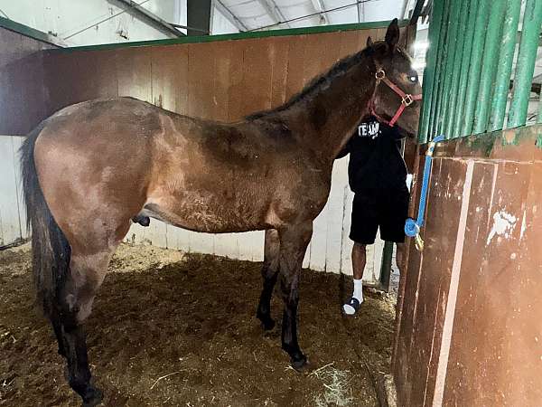 12-hand-standardbred-horse