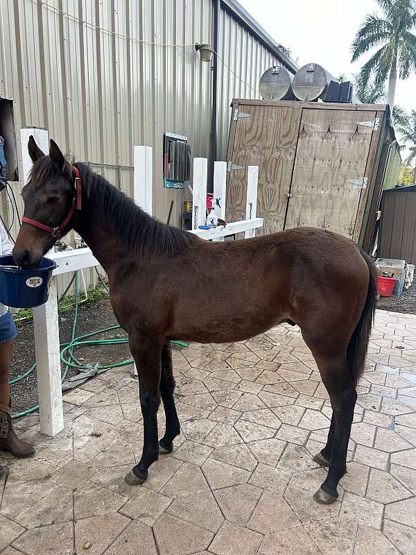 bay-standardbred-colt