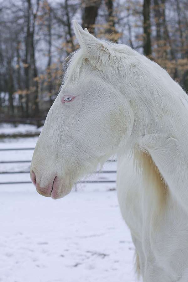 pleasure-driving-lusitano-horse