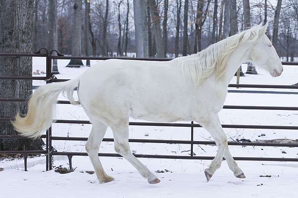 beautiful-lusitano-horse