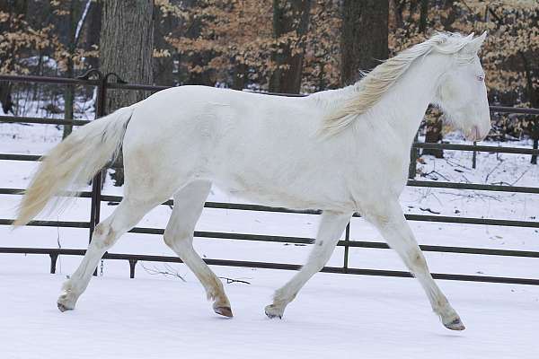 beauty-lusitano-horse