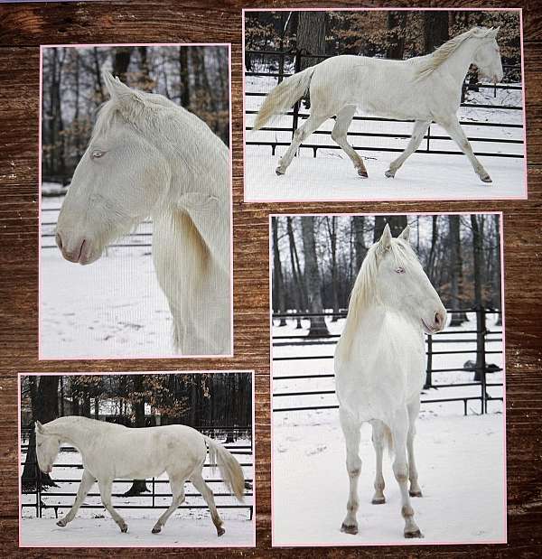 beautiful-lusitano-horse