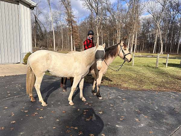 beauty-lusitano-horse