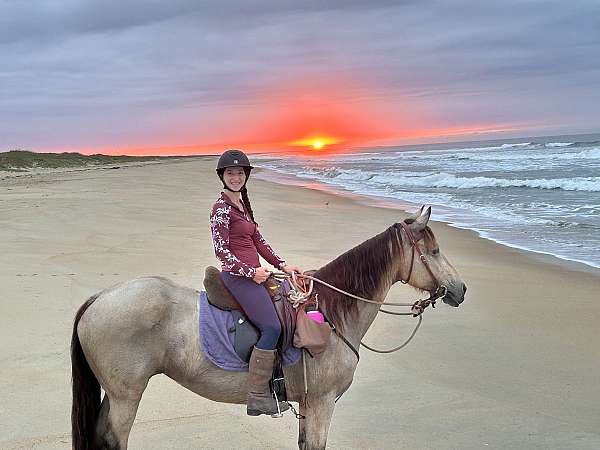 child-safe-friesian-horse