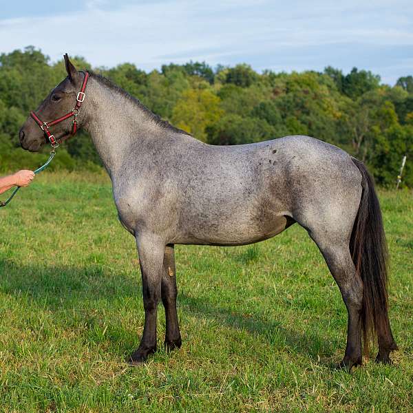 police-horse-mare