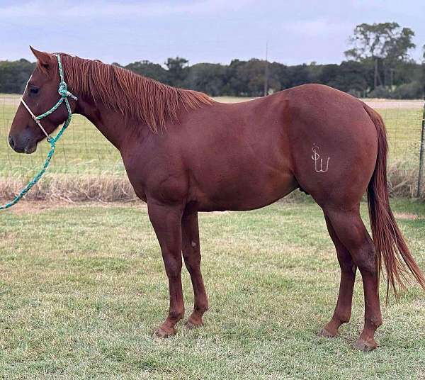 coolest-quarter-pony